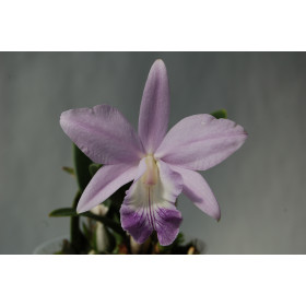 Laeliocattleya Love Knot