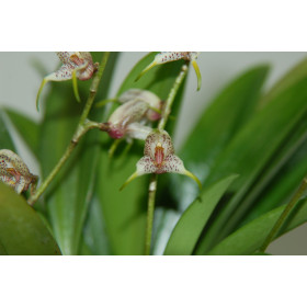 Masdevallia amanda