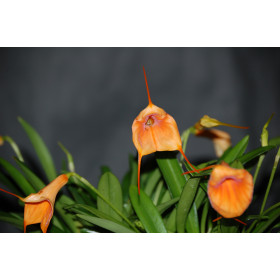 Masdevallia Amazone 'Samantha' (2-3 Stiele)