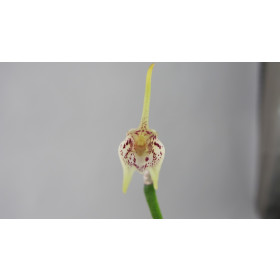 Masdevallia guttulata