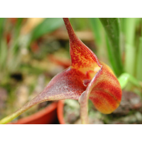 Masdevallia peristeria