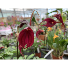 Masdevallia Red Magic (in Blüte/Knospe)