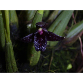 Maxillaria schunkeana