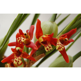 Maxillaria tenuifolia (9+ Blüten, inkl. Übertopf)