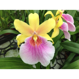 Miltonia Sunset Hybride (1-2 Rispen)