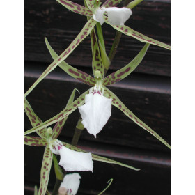 Odontobrassia Billabong 'semi-alba'