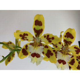 Odontocidium Remember Burkhard Holm (2 Rispen) 