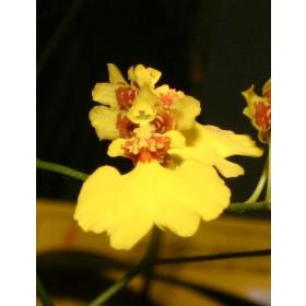 Oncidium flexuosum