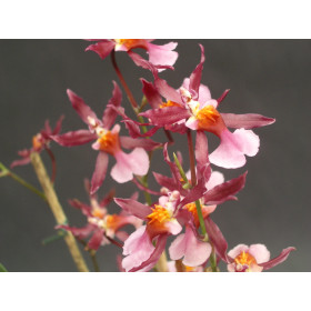 Oncidium Kathrin Zoch (4 Rispen)