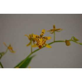 Oncidium meirax (2-3 Rispen)