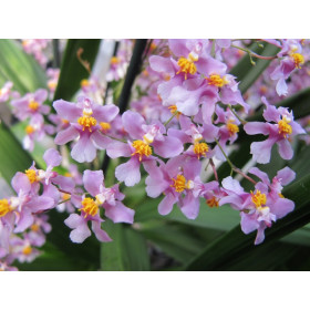 Oncidium ornithorhynchum (2 Rispen)