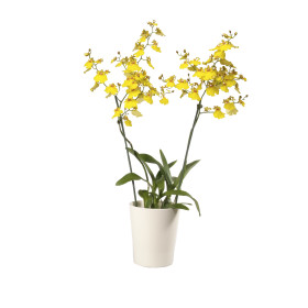 Oncidium Sweet Sugar (2 Rispen, inkl. Übertopf)