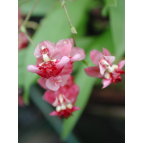Oncidium Tiny Twinkle 'Red Fantasy' (3-4 Rispen)