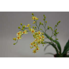 Oncidium Tiny Twinkle 'Gold Dust' (4 Rispen)
