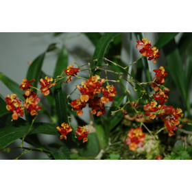 Oncidium Tiny Twinkle 'Orange Pride' (4 Rispen)
