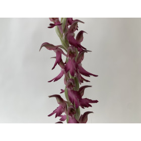 Anacamptis sancta (frisch ausgetrieben)