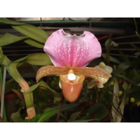 Paphiopedilum charlesworthii (1 Stiel)