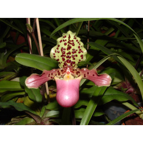 Paphiopedilum henryanum (Jgpfl.)