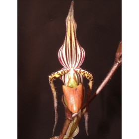 Paphiopedilum intaniae 'Storm'