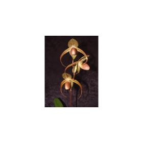 Paphiopedilum gigantifolium x supardii