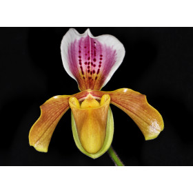 Paphiopedilum gratrixianum var. christensonianum (Jgpfl.)