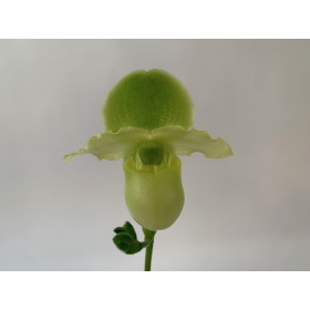 Paphiopedilum Pinocchio 'Yellow' (1 Stiel)