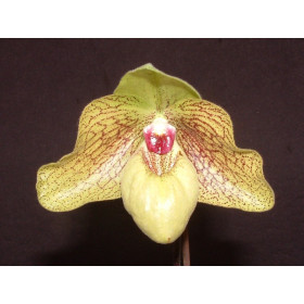 Paphiopedilum Shun-Fa Golden