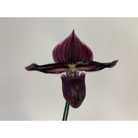 Paphiopedilum Vinicolor 'Schwarze Madonna' x purpuratum