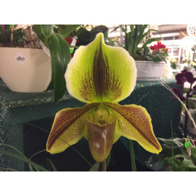Paphiopedilum Johann-Christian Wichmann (1 Blütenstil)