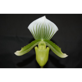 Paphiopedilum Clair de Lune 'Edgard van Belle'