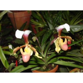 Paphiopedilum barbigerum 'coccineum' (Jgpfl.)