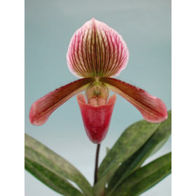 Paphiopedilum Colbert (1 Stiel)