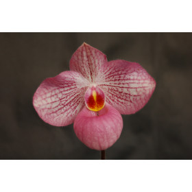 Paphiopedilum Magic Lantern (1 Stiel)