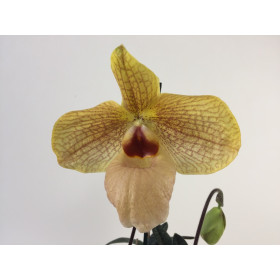 Paphiopedilum Fumi's Delight