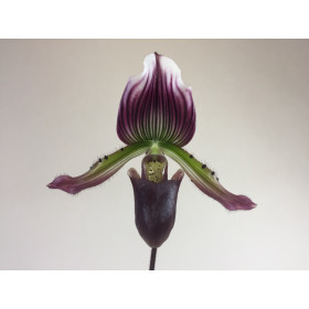 Paphiopedilum Hortense x Maudiae coloratum (1 Stiel)