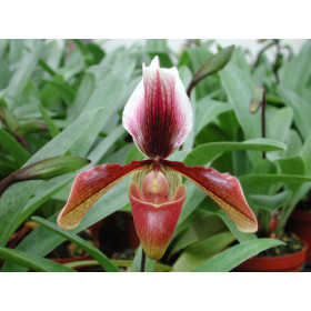 Paphiopedilum King Artur 'Alexander'