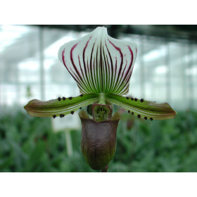 Paphiopedilum lawrenceanum