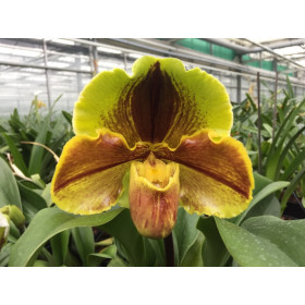 Paphiopedilum Lippewunder (in Blütenscheide)