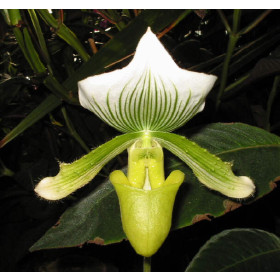 Paphiopedilum Maudiae 'AMCO' (1 Stiel)