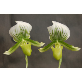 Paphiopedilum Maudiae 'Charlotte' (in Blüte/Knospe)