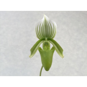 Paphiopedilum Onyx