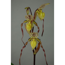 Paphiopedilum philippinense 'roebbelinii'