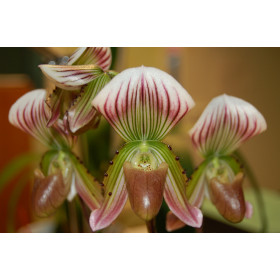 Paphiopedilum thailandense