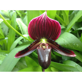 Paphiopedilum Vinicolor 'Schwarze Madonna' (1 Stiel)