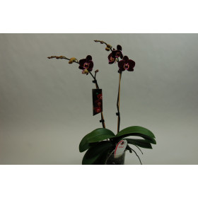 Phalaenopsis Elegant 'Debora' (2 Rispen)