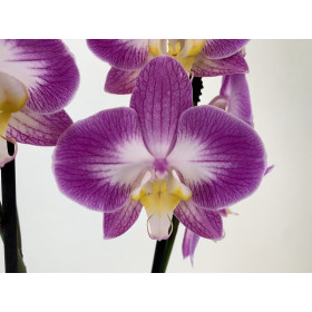 Phalaenopsis Jet Stream (2 Rispen)