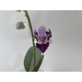 Phalaenopsis Mem. Val Rettig 'Peloric'