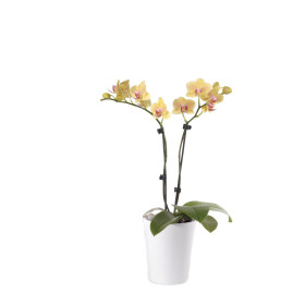 Phalaenopsis Office Orchid, gelb (inkl. Übertopf)