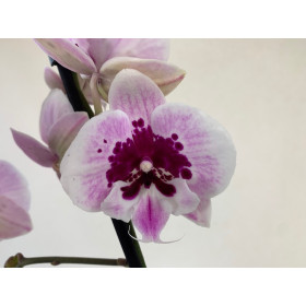 Phalaenopsis Aladin (2 Rispen)