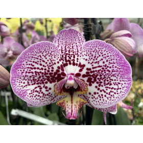 Phalaenopsis Andorra (2 Rispen)